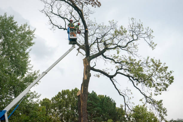 How Our Tree Care Process Works  in  Sleepy Hollow, NY